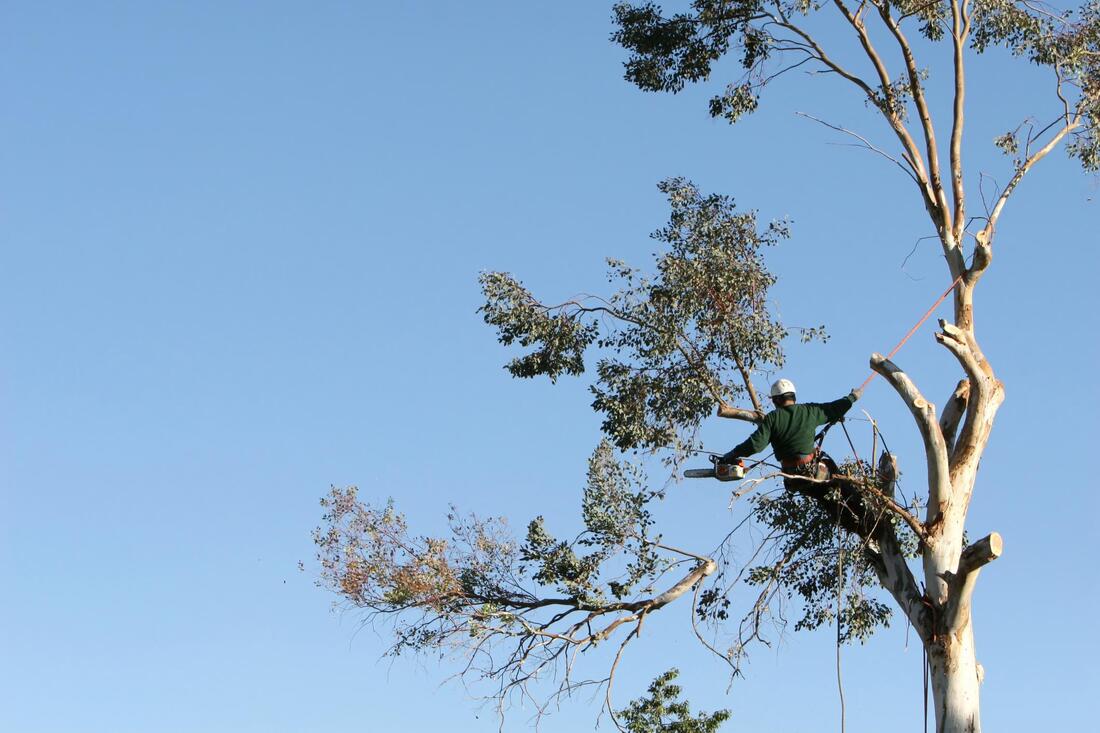 man with harness cutting the tree